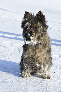 坐在雪地里摄影照片_小棕狗坐在雪地里
