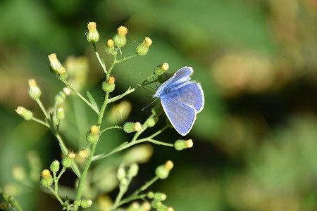 微距淡蓝色蝴蝶