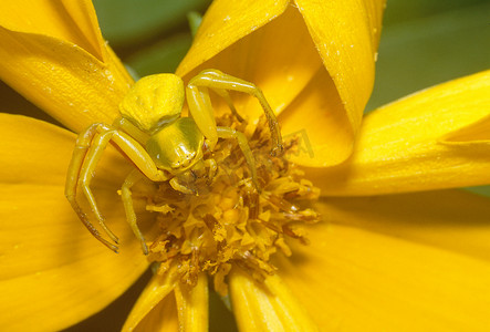黄色花朵上的一枝黄花蜘蛛