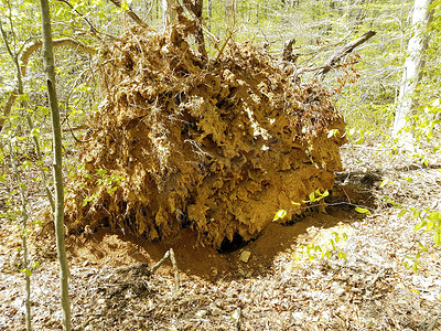 树和根摄影照片_森林或树林中有树根和泥土的倒树
