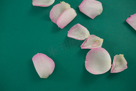 粉色玫瑰花瓣摄影照片_在绿色背景的玫瑰花瓣