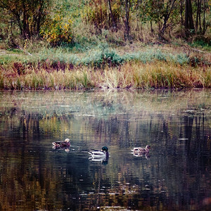 风景鸭子在秋天黄橙色红色森林湖游泳