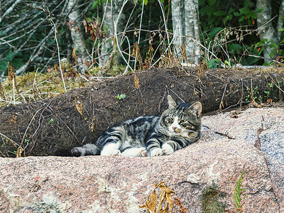 发生的摄影照片_美丽的大虎斑猫躺在一块巨大的岩石上，看着周围发生的事情