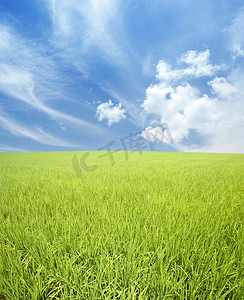 绿色的田野和天空