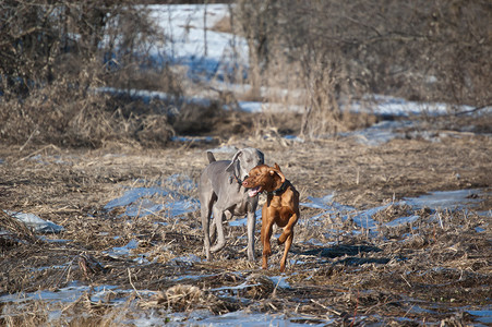 冬天在田野里奔跑的两只狗