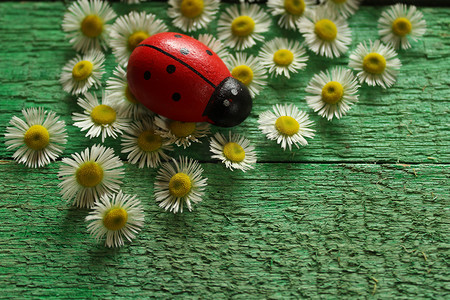 好运花摄影照片_绿板上的瓢虫和花朵