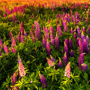 夏天紫色树叶摄影照片_日落或日出时田野上的紫色羽扇豆。