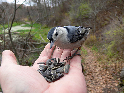 白胸五子雀 Sitta carolinensis