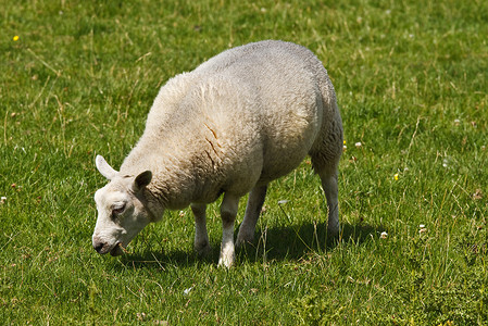 白羊在田野吃草