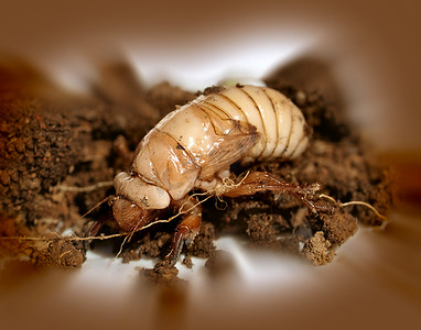 圣诞甲虫幼虫 Scarabaeidae Anoplognathus 变质
