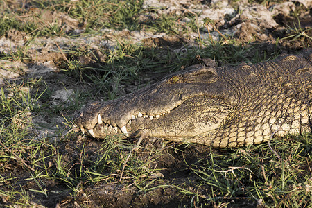 矢量猎人摄影照片_纳米比亚 Erindi 私人禁猎区的鳄鱼