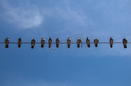 鸽子栖息在天空背景的电线上