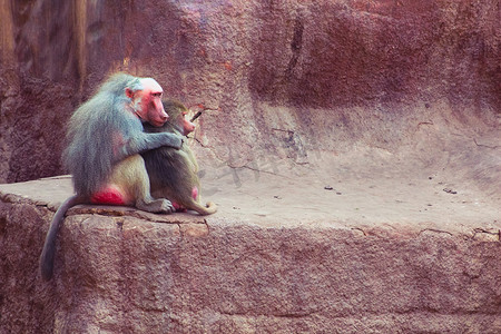 不寒而栗摄影照片_狒狒 猴子 令人不寒而栗