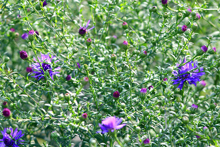 发展壮大摄影照片_蓝色小美丽紫苑的花朵