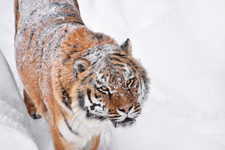 冬雪中西伯利亚虎的特写