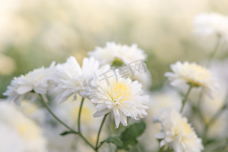 花藤印花摄影照片_白菊花，花园里的菊花。