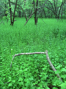 林下中草药摄影照片_茂密的林下 - 伊利诺伊州