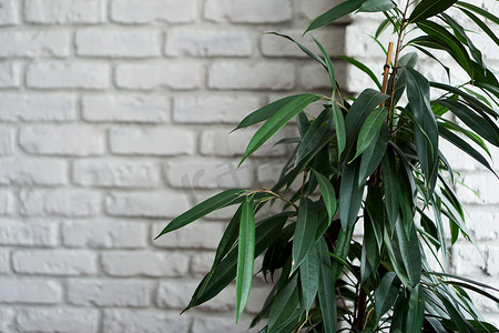 在白色砖墙背景的绿色植物树