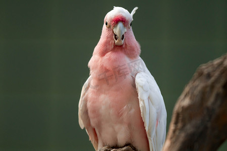 米切尔少校凤头鹦鹉 (Lophochroa leadbeateri)，粉红鹦鹉，常见于澳大利亚