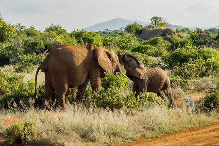 大象耳朵摄影照片_大草原上两只大象之间的游戏
