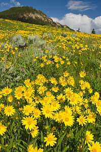 “一片开满盛开的山金车花的草地，美国怀俄明州帕克县黄石国家公园”