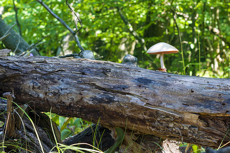 不可食用的蘑菇从日志增长