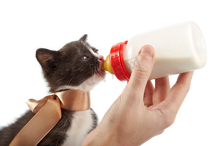 喂养动物摄影照片_用小瓶子喂养小猫
