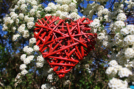 一箭穿爱心摄影照片_雪莓丛中的一颗红心
