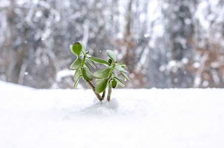 冬天从雪中长出来的植物