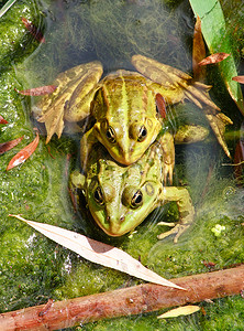 几只青蛙在池塘里聚在一起