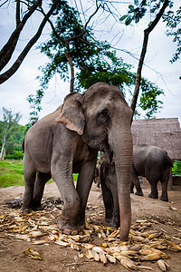 小象和妈妈在玩耍和吃着地上的玉米。