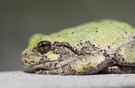 对牛蛙或青蛙眼睛的狭窄关注