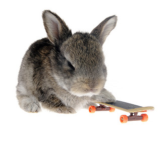 滑板上的小兔子