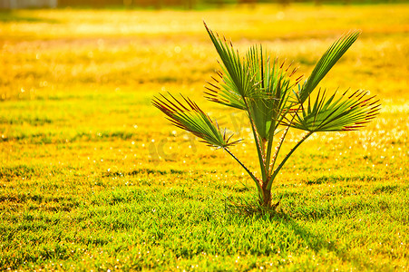 绿山水摄影照片_绿草上的棕榈树