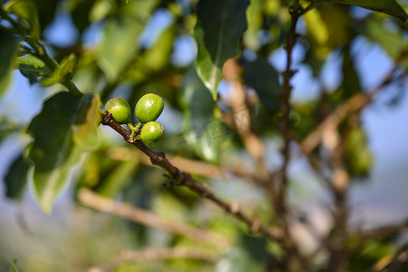 生长的咖啡豆摄影照片_布什上的绿色咖啡豆