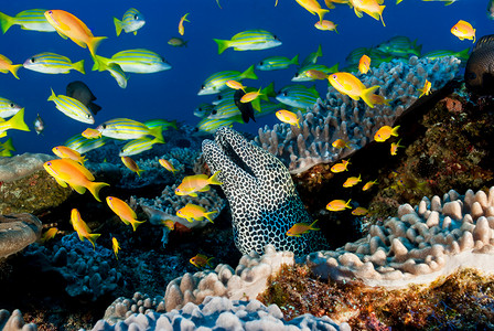 礁石场景中的斑点鳗鱼和鱼
