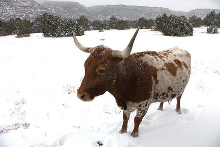暴风雪中的长角牛
