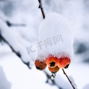 雪下的野苹果