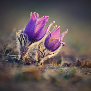 人气大牌摄影照片_春天-春天的花朵。