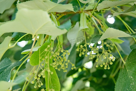 椴树摄影照片_椴树和椴树花，绿叶