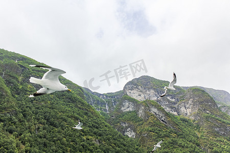 鸟儿飞翔摄影照片_海鸥飞过挪威美丽的山峡湾景观。