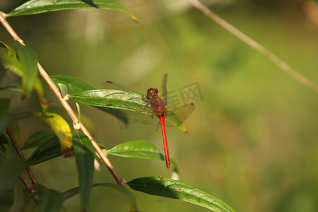 Ruby Meadowhawk 蜻蜓雄性