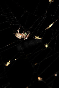 网络上的花园蜘蛛