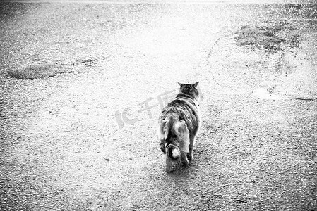 流浪猫正在行走