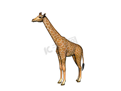 非洲草原上的长颈斑点长颈鹿