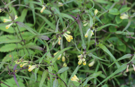 Melampyrum lineare，通常称为窄叶牛小麦花