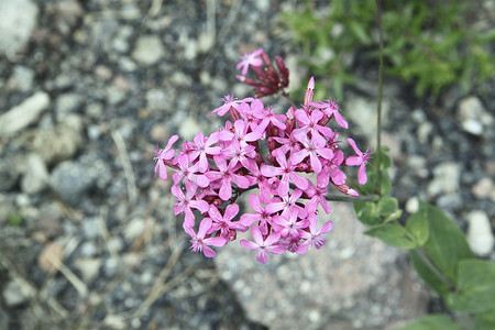 背景石头上的田野粉红色花朵