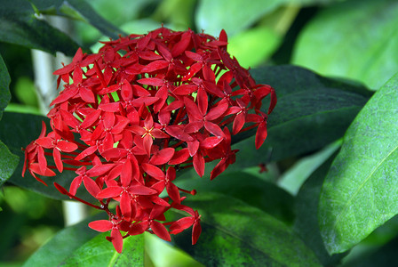 红色五角花