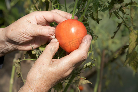 个人情节摄影照片_老妇人的手去除蕃茄