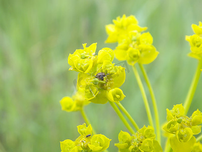 黄绿色摄影照片_草地上黄绿色的花